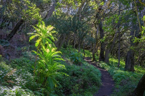 Hiking through forest at