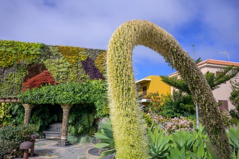 Flowering Dragon Tree Agave or lion's tail