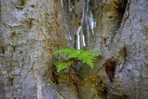 Fern on Canary Island canary islands dragon tree