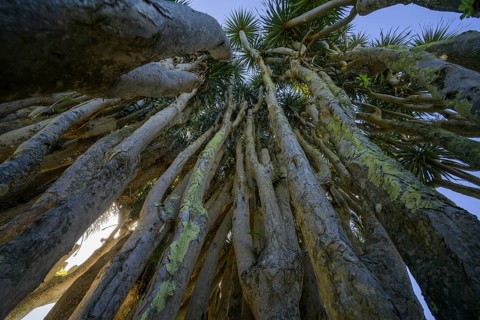 Canary canary islands dragon tree
