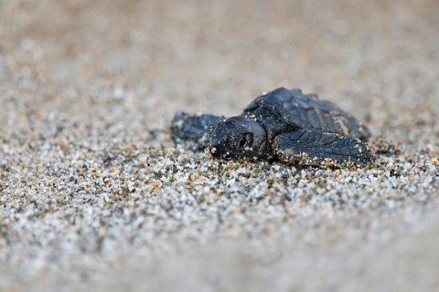 Loggerhead sea turtle