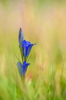 Marsh gentian