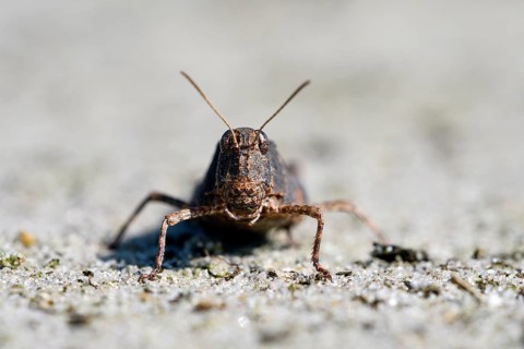 Blue-winged grasshopper