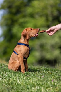 Vizsla puppy