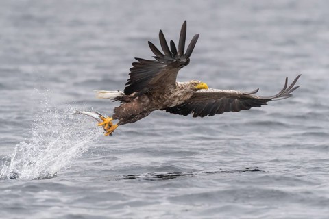 White-tailed eagle