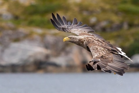 White-tailed eagle