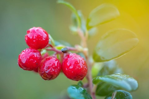 Lingonberry