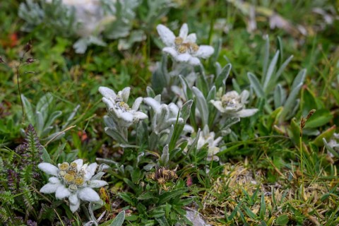 Alpine edelweiss