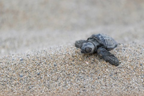 Loggerhead sea turtle