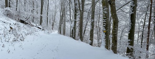 Snow-covered forest on the Wisenberg