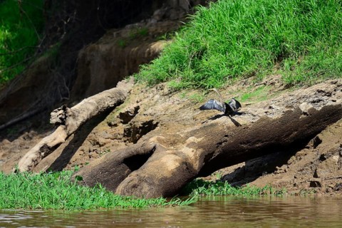 American anhinga
