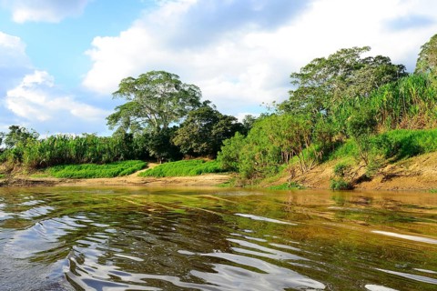 Typical vegetation on the bank