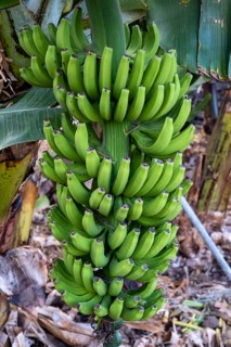 Banana plantation Banana tree