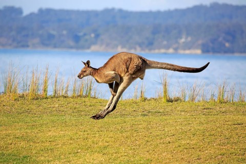 Eastern grey kangaroo