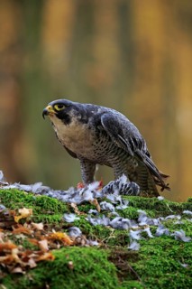 Peregrine falcon