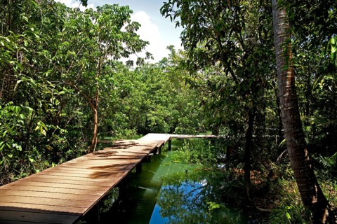Mangrove trail in Tha Pom Khlong Song Nam national park