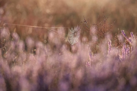 Spider's web with morning dew