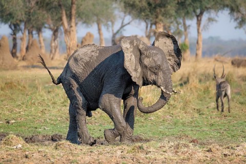African elephant