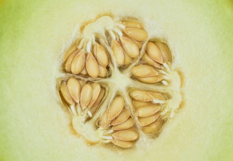 Muskmelon