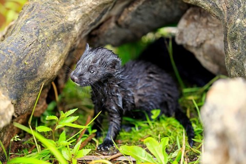 American mink