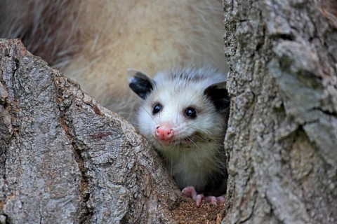Virginia opossum