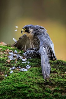 Peregrine falcon
