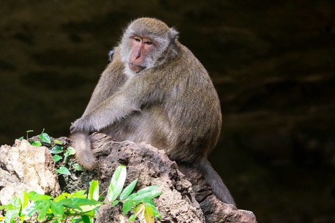 Long-tailed macaque