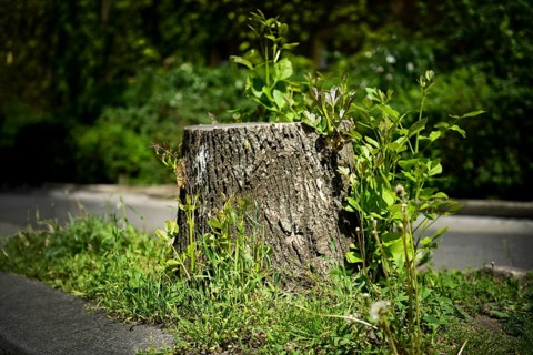 Tree stump
