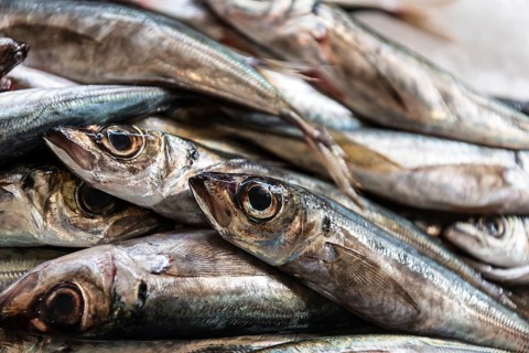 Fish market