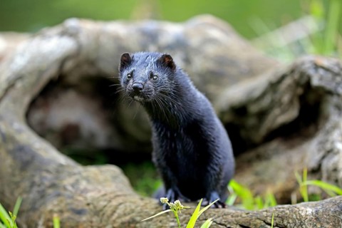 American mink