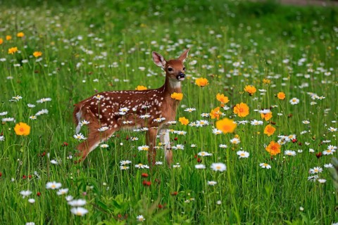 White tailed deer