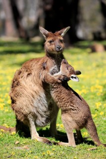 Kangaroo island grey kangaroo