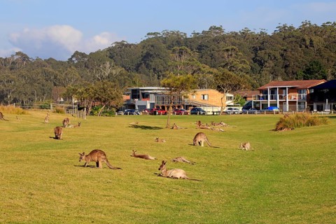 Eastern grey kangaroo