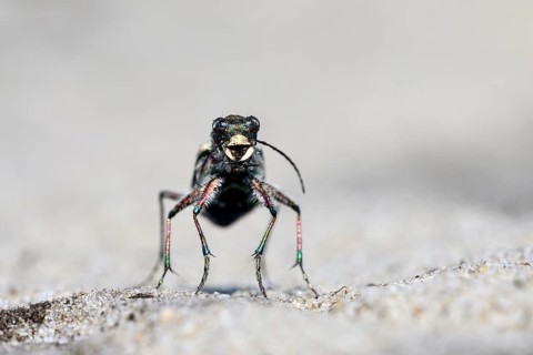 Dune Sand Beetle
