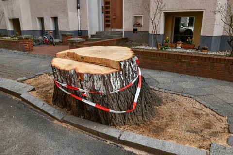 Fallen tree
