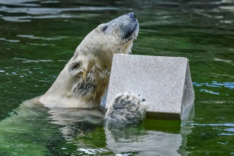 Polar bear Tonja