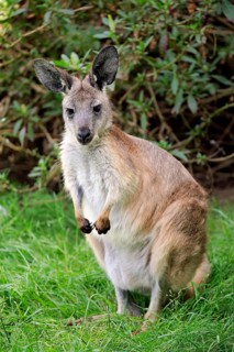 Eastern wallaroo