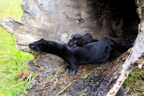 American Mink
