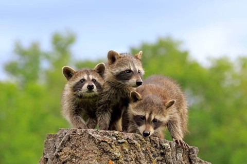 North American Raccoon