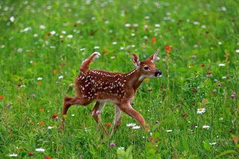 White-tailed deer