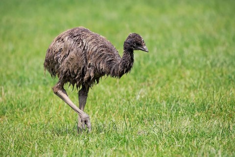 Emu
