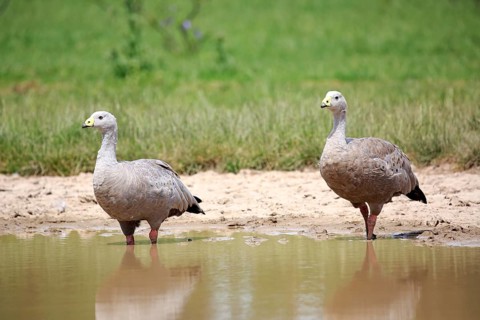 Cape Barren Goose