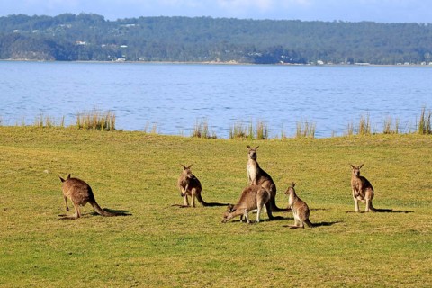 Eastern grey kangaroo