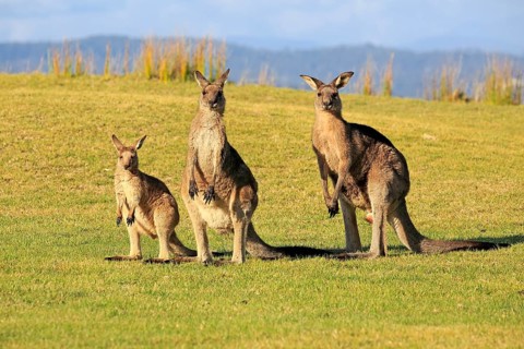 Eastern grey kangaroo