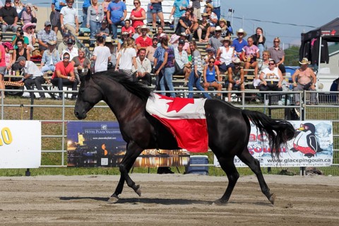 Mustang Showtime at the Rodeo