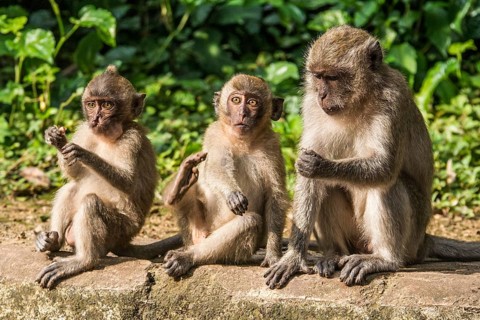 Long-tailed macaque