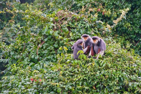 Three red-legged dress monkeys