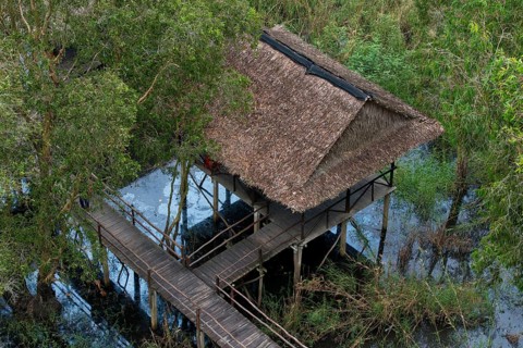 Viewing platform in the mangrove forest