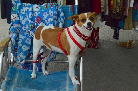 Mixed breed dog with red necklace