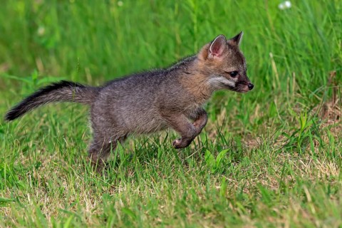 Gray fox